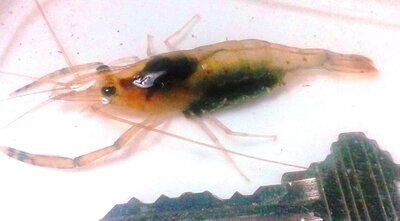 Pond Inverts.