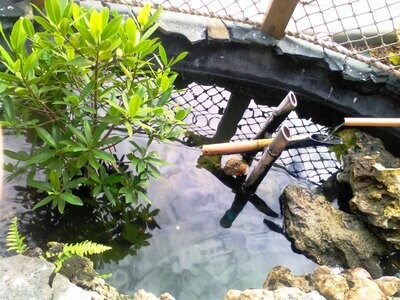 Pond Plants