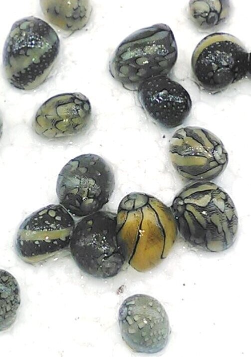 Virgin Nerite Snails