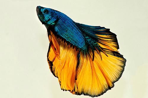 Mustard Gas Halfmoon Betta