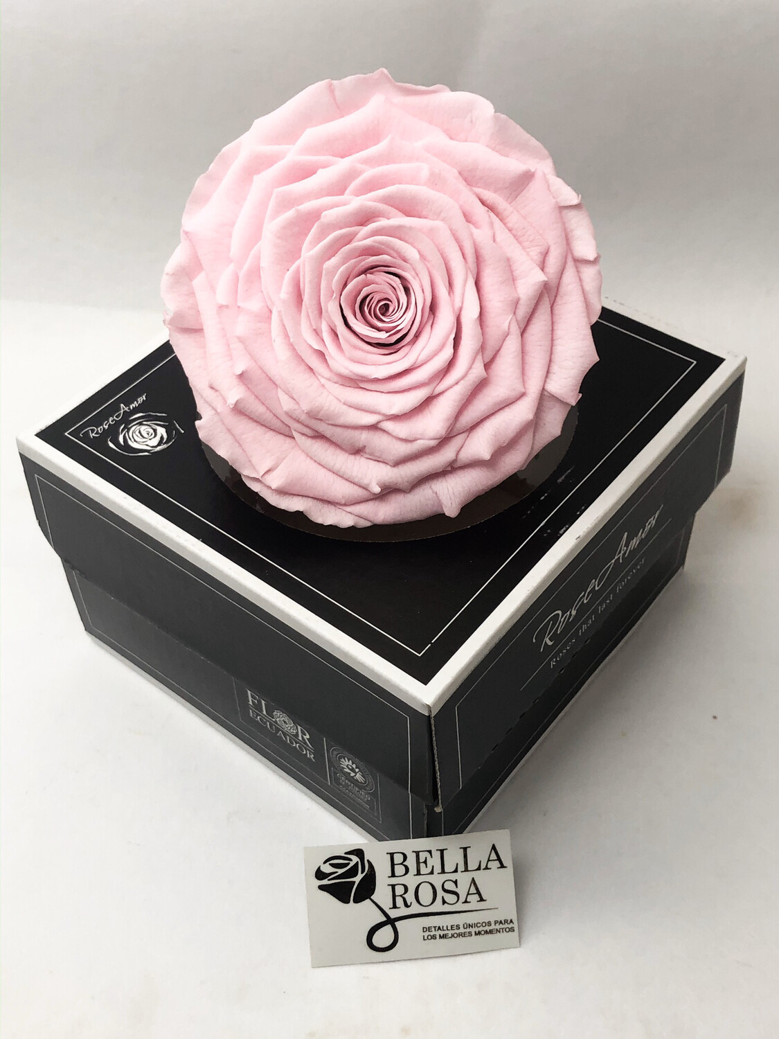 Rosa preservada XXL
