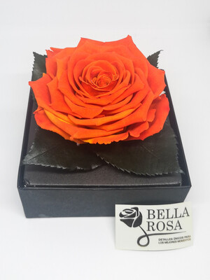 Caja acrílica con rosa bi color
