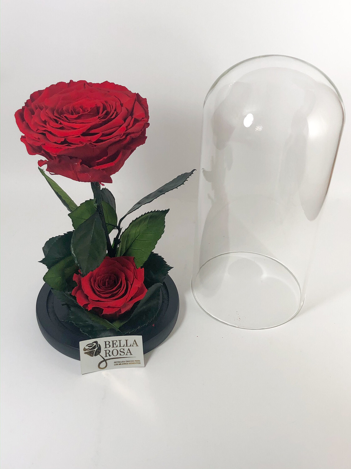 Cúpula de cristal con 2 rosas preservadas