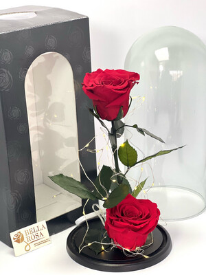 Cúpula de cristal, 27 cm con 2 rosas preservadas. 