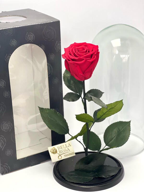Rosa Roja con Tallo en una cúpula Moderna