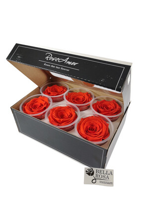 Caja con 6 rosas naturales preservadas