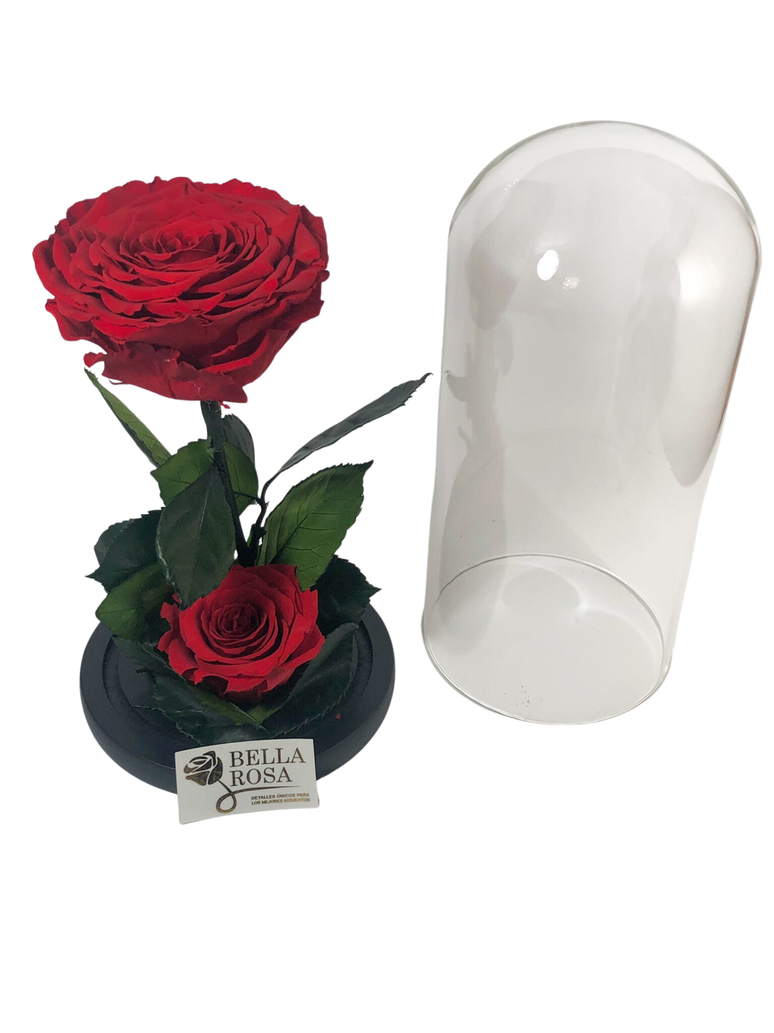Cúpula de cristal con 2 rosas preservadas