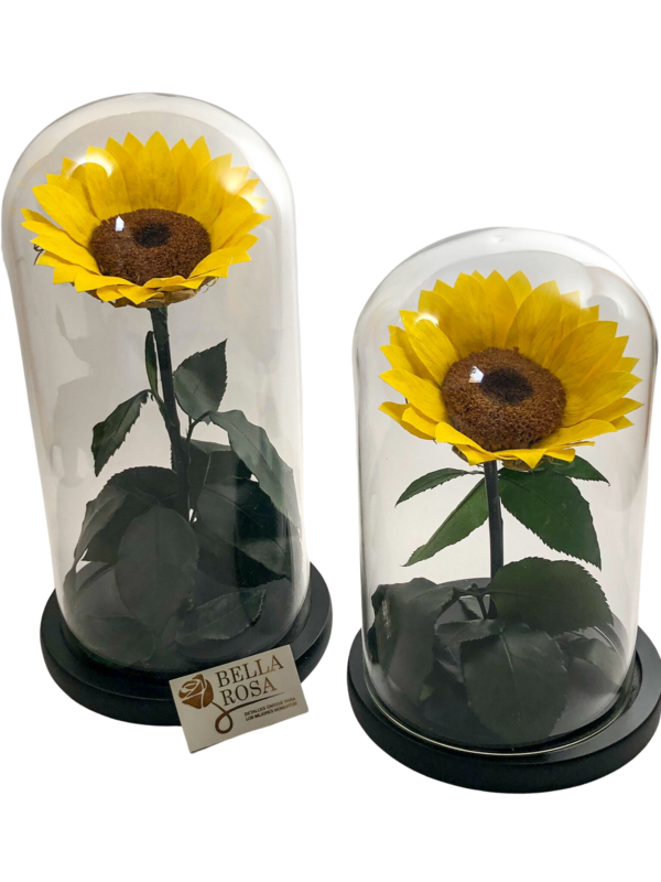 Cúpulas con girasol preservado de 25. cm de alto