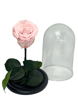 Mini cúpula con rosa natural preservada. Disponibilidad en varios colores