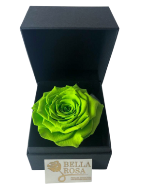 Rosa Preservada Verde (9cm x 8.5 cm) en Caja Negra Elegante (9.5 cm x 9.5 cm)