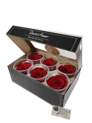 Caja de 6 Rosas Preservadas Rojas