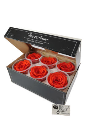 Caja de 6 Rosas Preservadas Anaranjadas