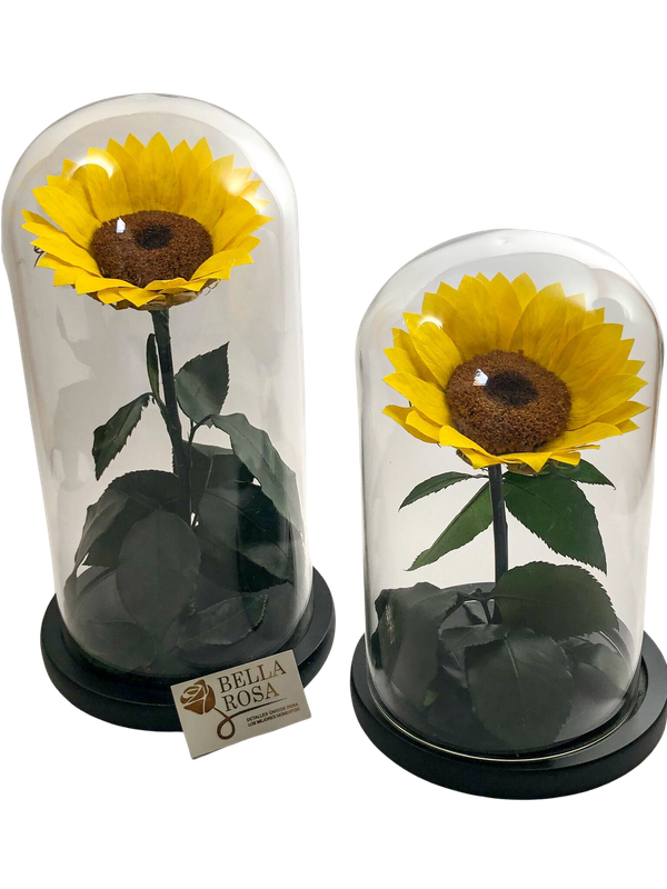 Cúpulas con girasol preservado de 25. cm de alto