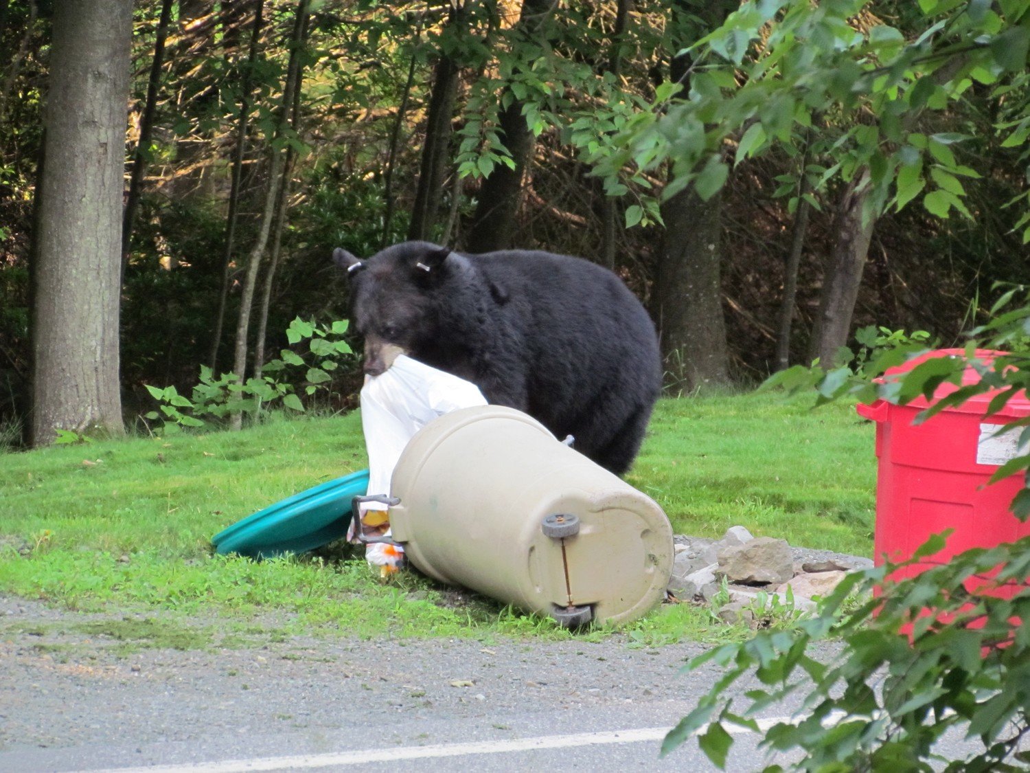 Community Ordinances (Anti-feeding Regs for Bears)