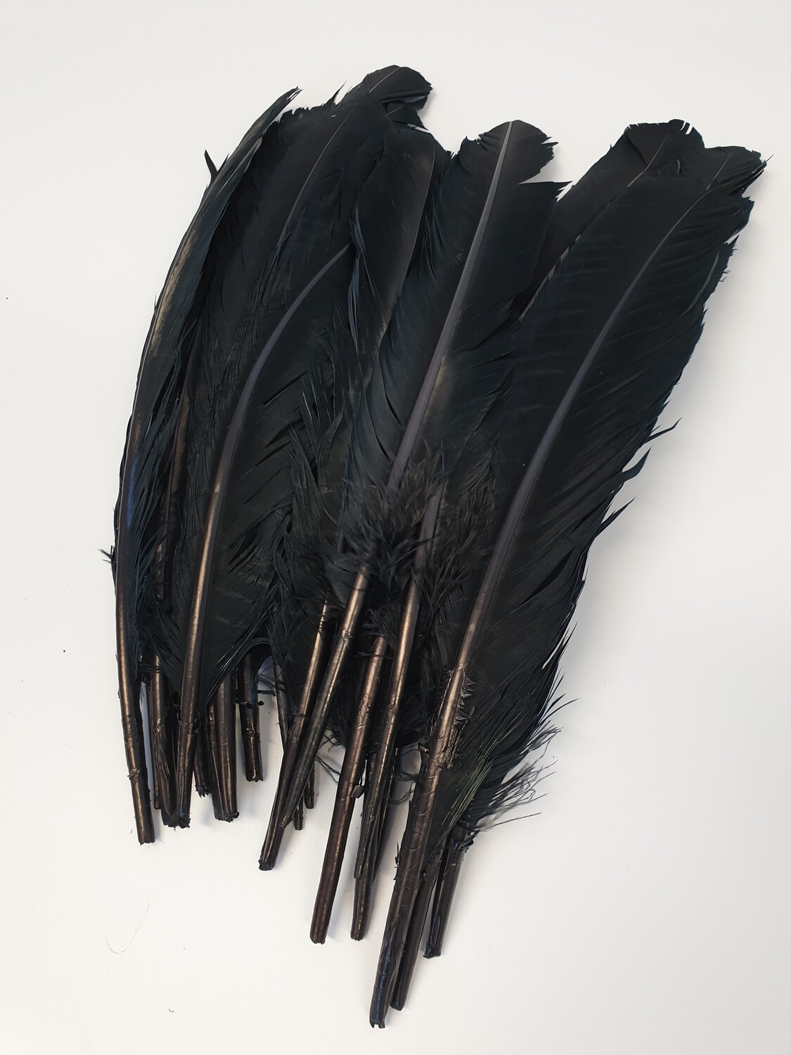 Black Goose Feathers