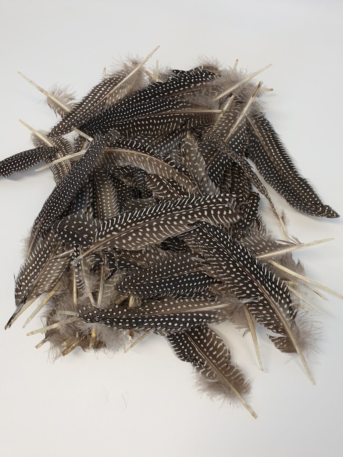 Guinea Fowl Feathers