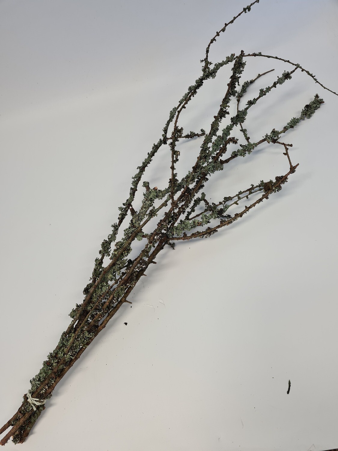 Twigs with Lichen