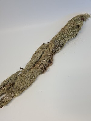 Lichen, Moss and Wood Bundle