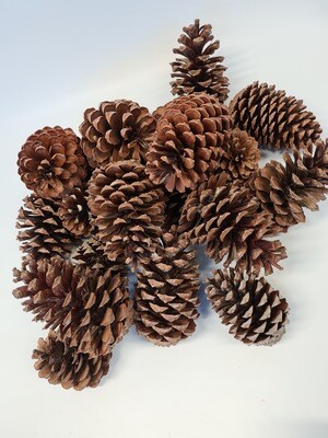 Maritima Pine Cones