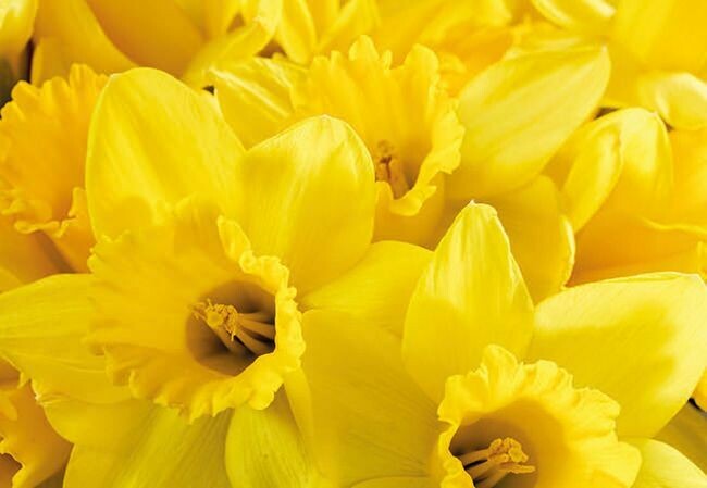 Yellow Daffodil