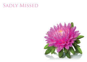 Sadly Missed with Pink Helechrysum