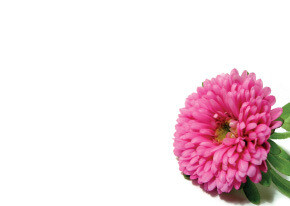 Blank with Pink Aster