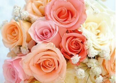 Peach and Pink Rose