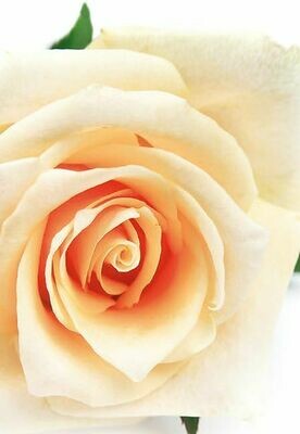 Cream Rose