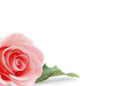 Single Pink Rose