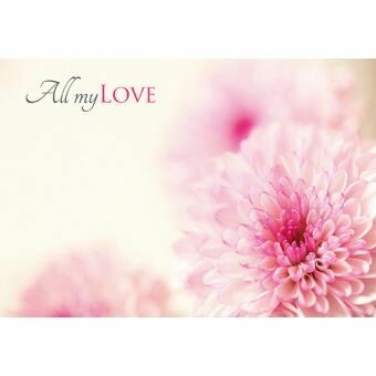 All my Love with Pink Chrysanthemum