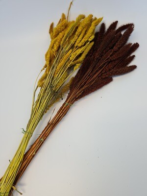 Dried Setaria Grass