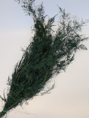 Preserved Trailing Asparagus Fern