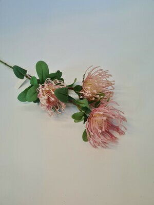 Tintagel Leucosperum Light Pink