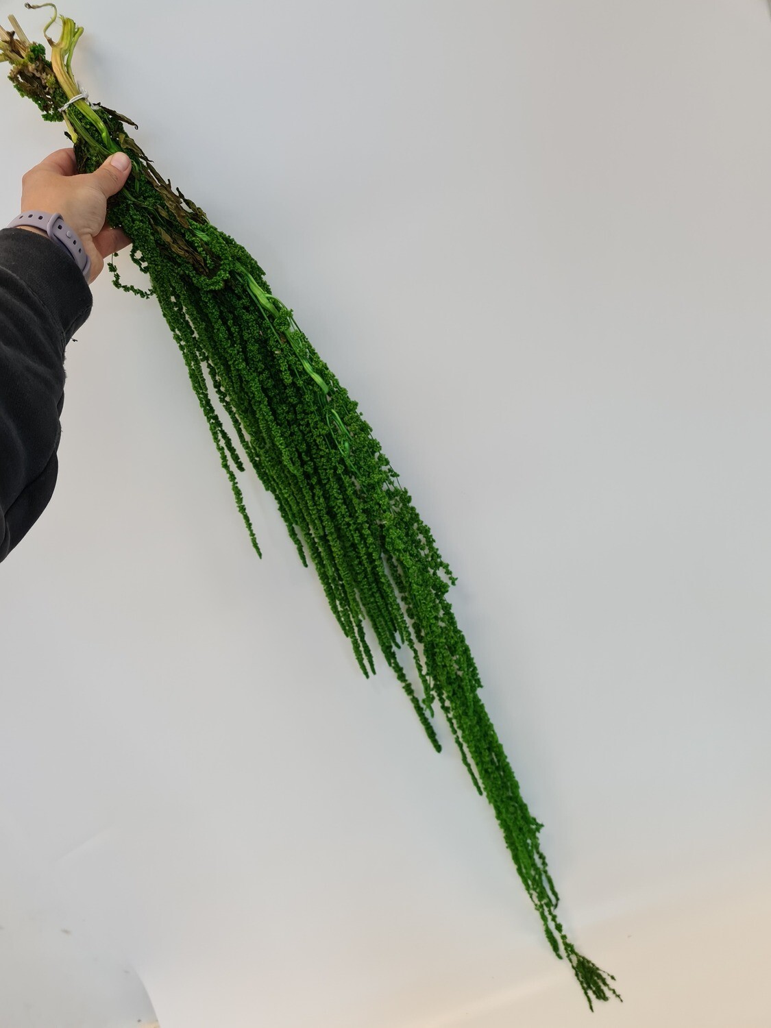 Dried Hanging Amaranthus Green