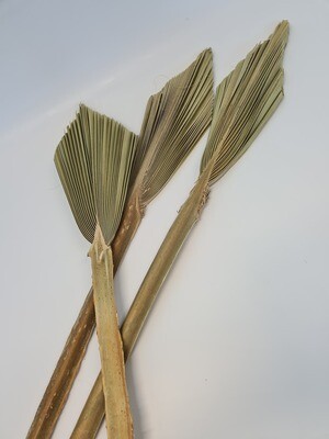 Dried Palms Natural Spears