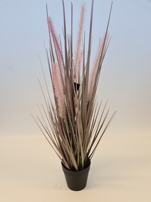 Dogtail Grass in Pot