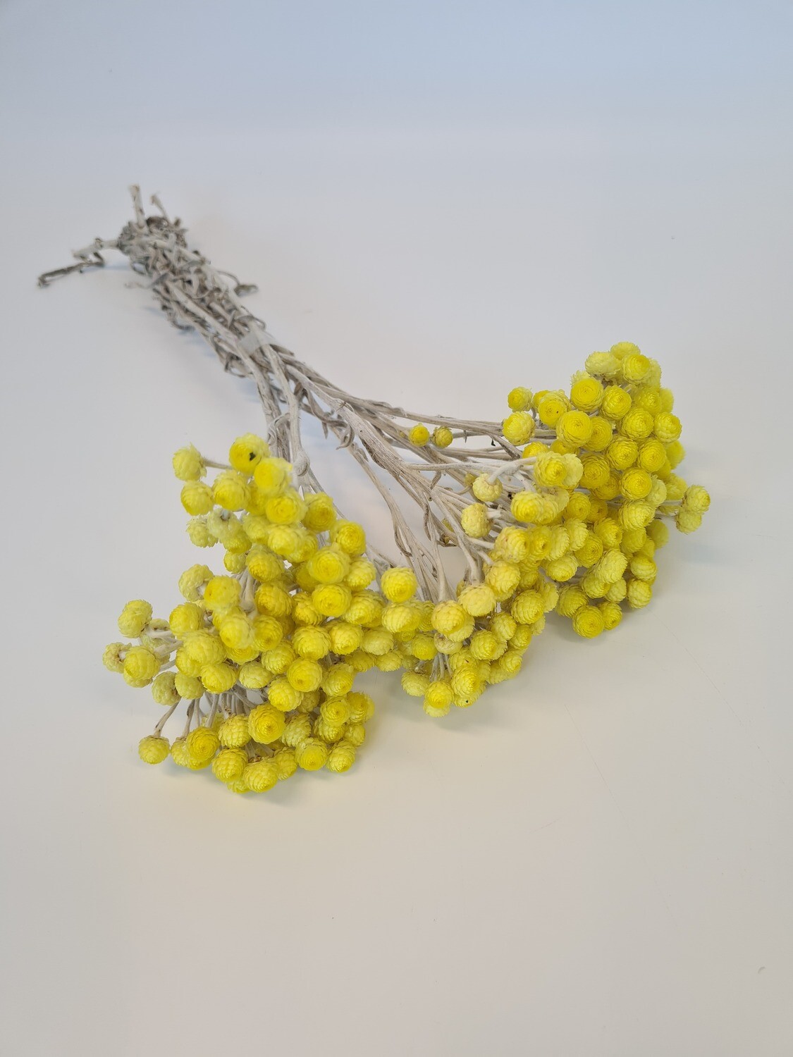 Dried Helechrysum Yellow Mini