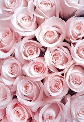 Pale Pink Roses