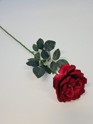 Duchess-de-Brabant Rose Red