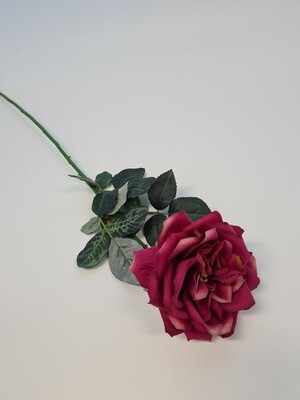 Duchess-de-Brabant Rose Fuchsia