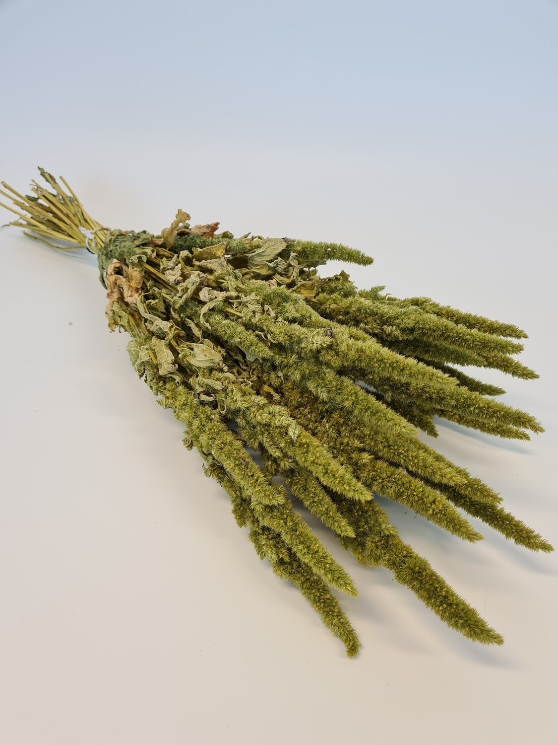 Dried Amaranthus Upright Green