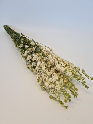 Dried Delphinium White
