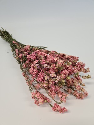 Dried Delphinium Pink