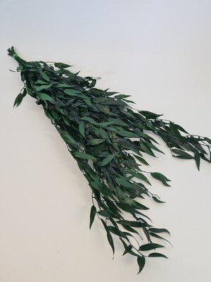 Preserved Ruscus Green