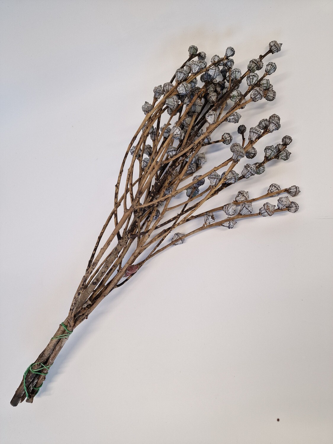 Eucalyptus Nuts Shop Southeast Sundries Wholesale Florist Supplier