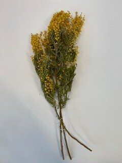 MIMOSA DRIED