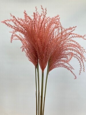 MISCANTHUS PALE PINK