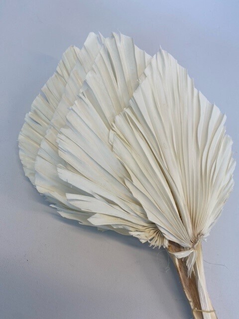 SPEAR PALM LARGE BLEACHED