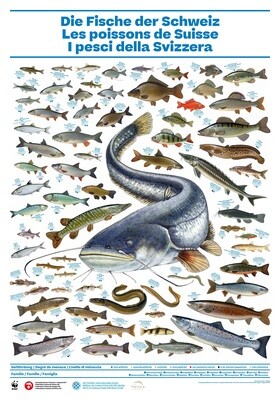 Poster "Die Fische der Schweiz"