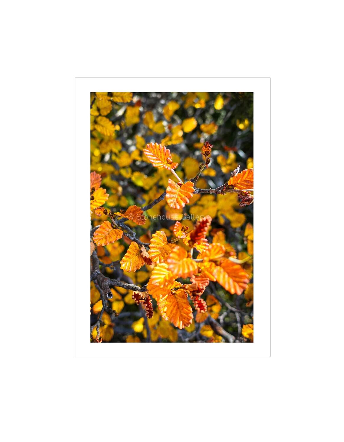 Autumn Fagus